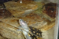 bayard-DSC00373_1211452176