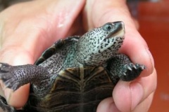 my-diamonback-black_1080284959