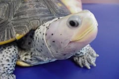 Bobs Diamondback Terrapins