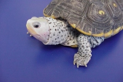 Macrospilota-HeadPic-Fem-2yr-5in-002f_96785948