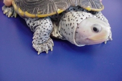 Macrospilota-HeadPic-Fem-2yr-5in-003f_90883548