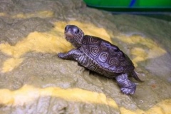 Cooper-on-the-dock_2103842881