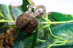 Cooper-surfacing_1750407617