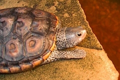basking_73027245