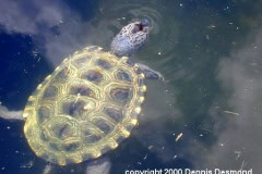 Carolinan Diamondback