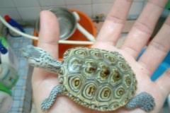 cck-dbt-1_1976519444