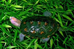 Blonde-Pink-Male-Ornate_1334864553