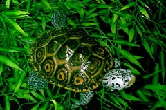 Female-Marbled-Terrapin_880090438