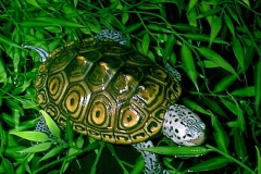 Male-Marbled-Terrapin-1_1765698551