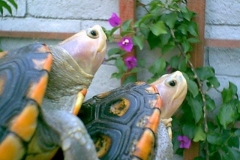 Ornate-Pair-closeup_129023475