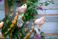Ornate-Pair-sideview_887498359
