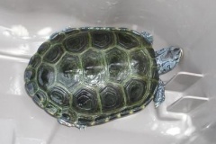 Cindy-Blue-striped-head_1220236363