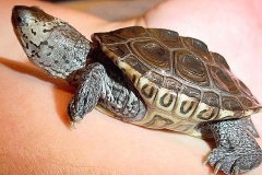 Carolinan_1321142308