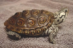 Concentric_1455012594