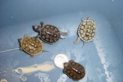 Diamondback-Hatchlings_30314054