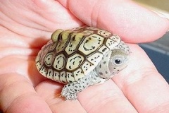 Ornate-Diamondback-Hatchling_1223609638