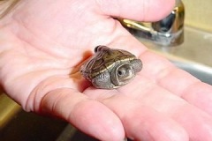 Texas-Diamondback-Hatchling_133487941