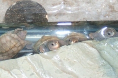 4-of-5-new-hatchlings_1743781990