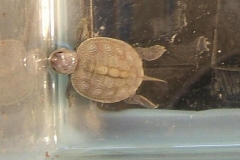 5-by-himself_2144108239