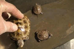 Lilo-and-hatchling_366362553