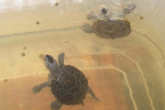 stevie-dark-and-noname-light_1892057191