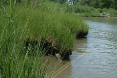 Undercut-shoreline_1298249586