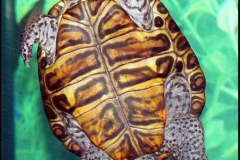 Curlies-pretty-belly_641364315