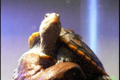First-time-we-caught-Seymour-basking_1791326601