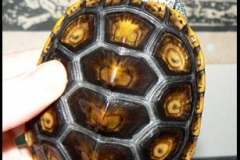 Simone-our-Ornate-_-Northern-DBT_1773393591