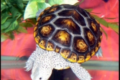 Simone-our-Ornate-_-Northern-DBT_772553467