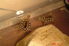 two-ornates_2010770402