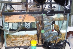 10-gal-hatchling-setup_1905466559
