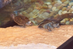 Pontus-and-Atlas_1799065358