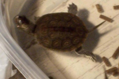 feeding-frenzy_1665429831