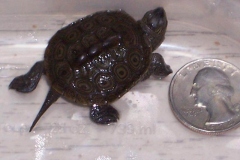 next-to-washington_296559850