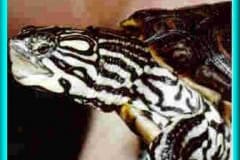 Diamondback Hybrids
