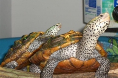 Basking-Pair_304709549