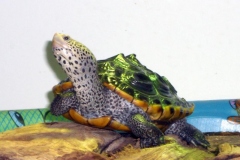 Female-View_1909722311