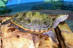 FemaleTexan_1990104246