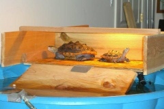 First-basking_130660620