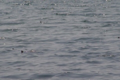 Mating-Aggregation_1221936113