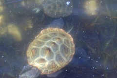 The-chase_1893915371