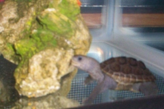 Leonardo-2_2072488259