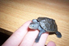 Leonardo-5_790722352