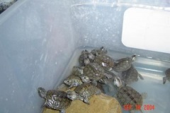 pic5_361859304