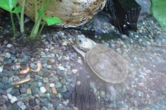 DBT-eats-gammarus._1224769263