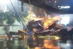 floating dock
