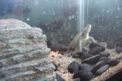 Dennis2_831800558