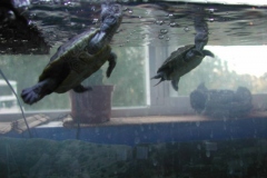 GaryandDennis-8_1541112692