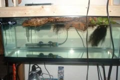 Hatchling Littoralis setup